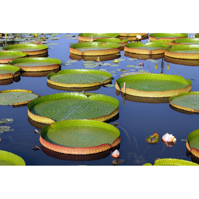 Dardel Victoria Regia sur toile par Videowok_Art, photographie, H 12 po x l 18 po