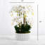 Orchid Floral Arrangements in Planter