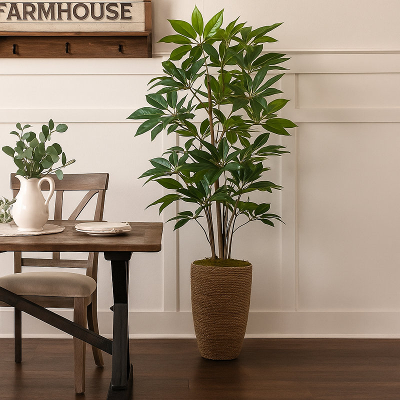 Pot en ciment Schefflera