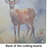 Deer Glass Cutting Board Large