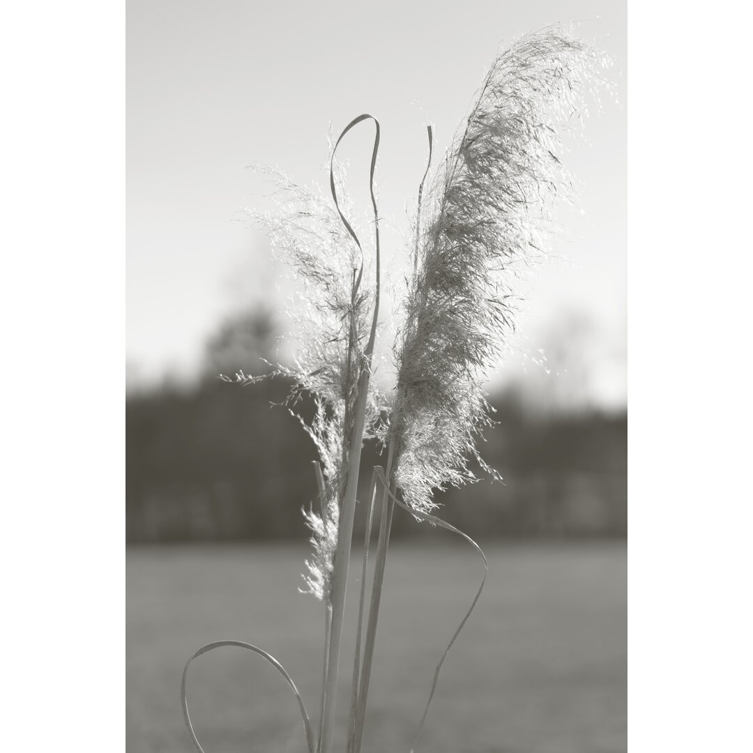 Leinwandbild Ethereal Pampas III von Jason Johnson