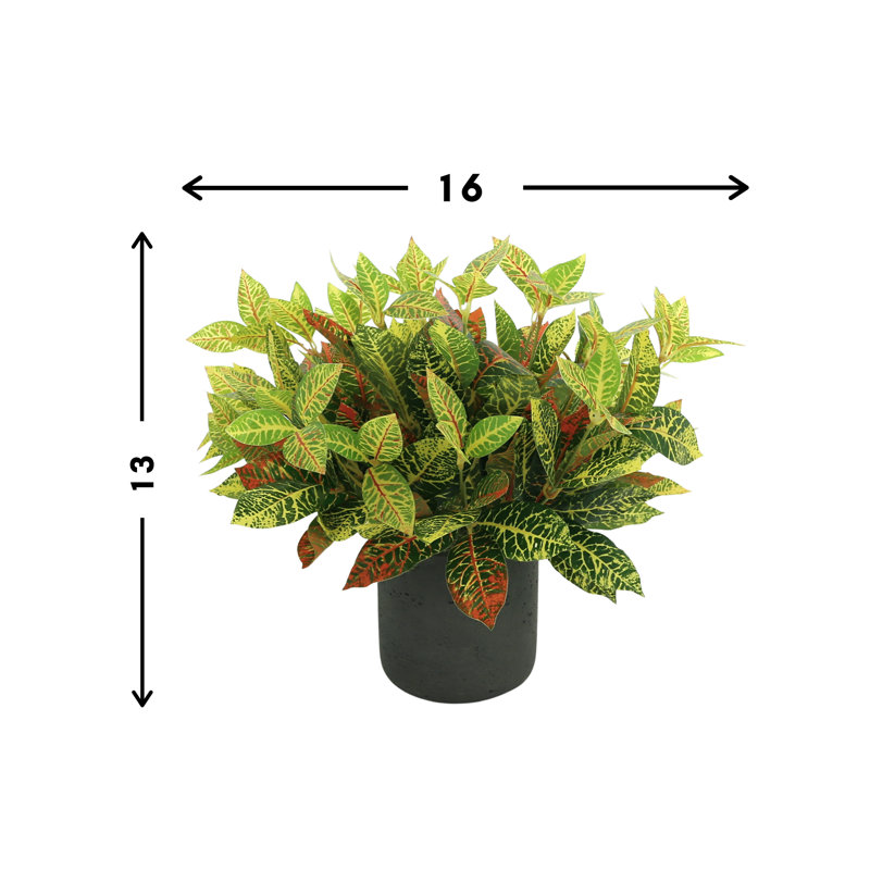 Outdoor Croton Bush Arrangement In A Fiberstone Pot, 13" H x 16" W x 16" D