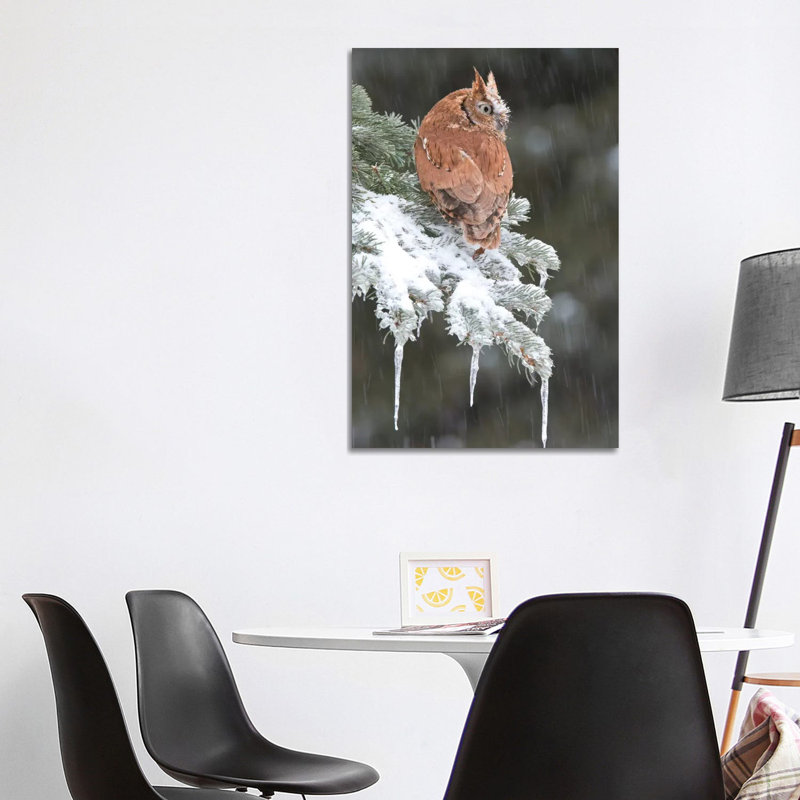 Eastern Screech Owl Red Morph in Winter, Howell Nature Center, Michigan 1 Piece Wrapped Canvas Wall Art