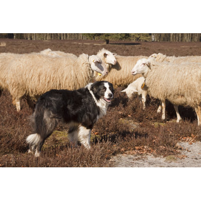 Sheepdog by Lingbeek