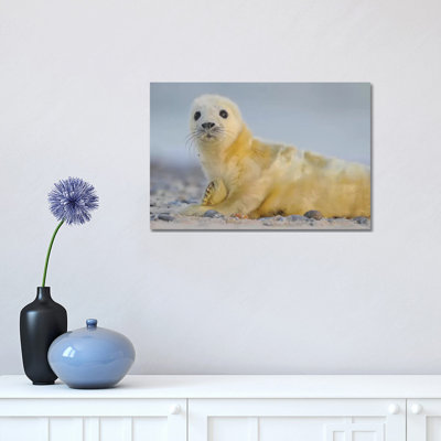 Newborn Gray Seal by Elmar Weiss - Wrapped Canvas Photograph
