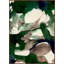 Emerald Falls 2 Print by Christopher Kennedy