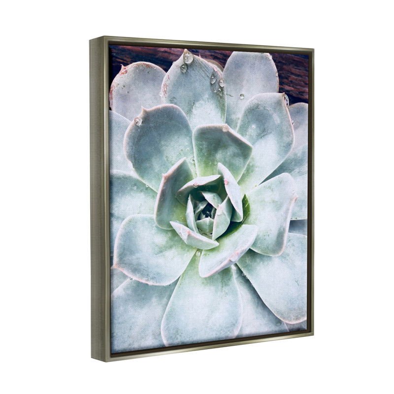«Dakota Fields Succulent Leaves Water Water» par Irena Orlov, H 31 po x l 25 po x P 1,7 po, Cadre flottant gris lustré