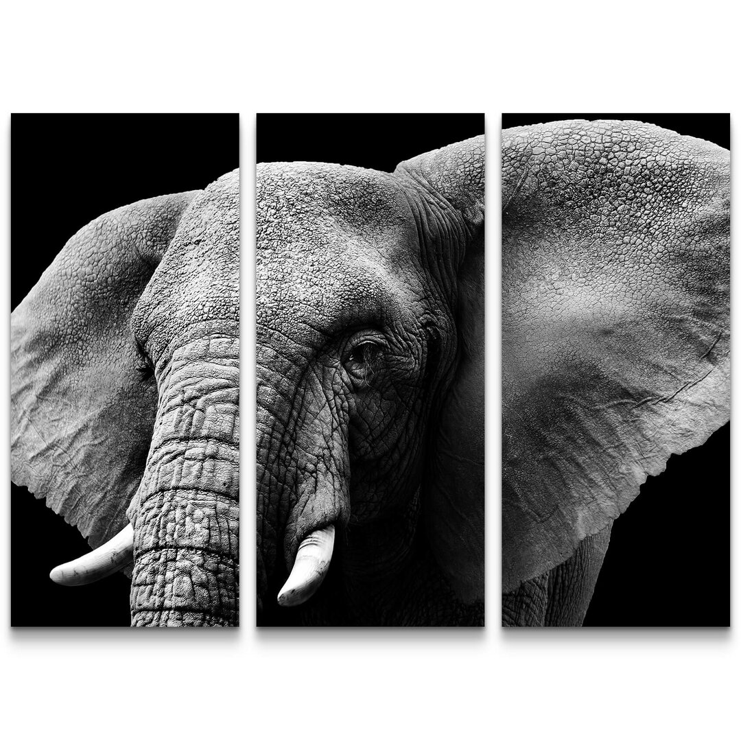 3-tlg. Leinwandbilder-Set Portrait of an Elephant