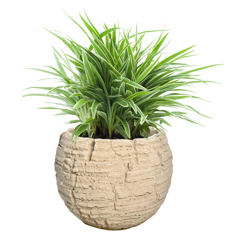 Pot de fleurs en céramique de 5 po, pot de fleurs en céramique, plante décorative pour la maison, sable