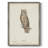 Scops Eared Owl Framed Print - Solid Wood-20462503