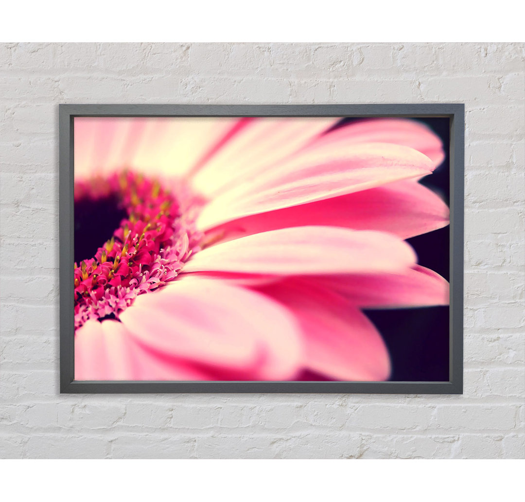 Gerahmtes Wandbild Gerbera Pink Petal Close-Up