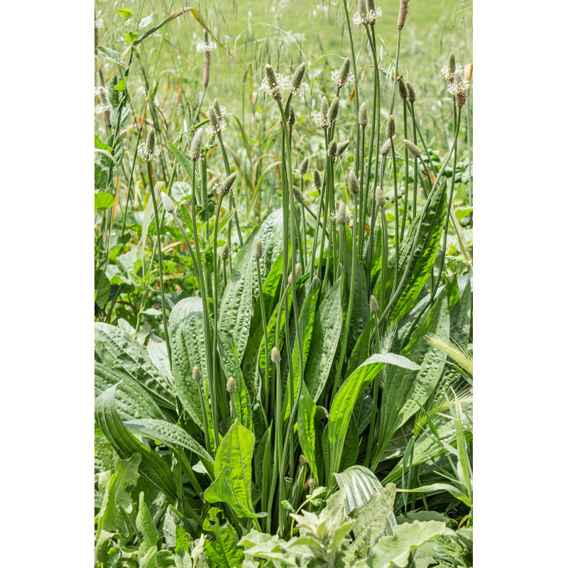 Plantain par - Photographie sur toile tendue, H 18 po x l 12 po