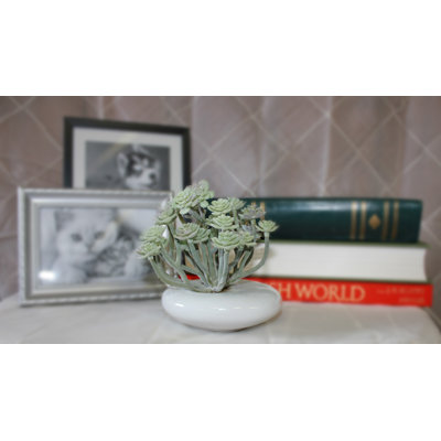 Plante grasse feuillage 5 po Aeium en pot