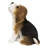 Beagle Puppy Howling