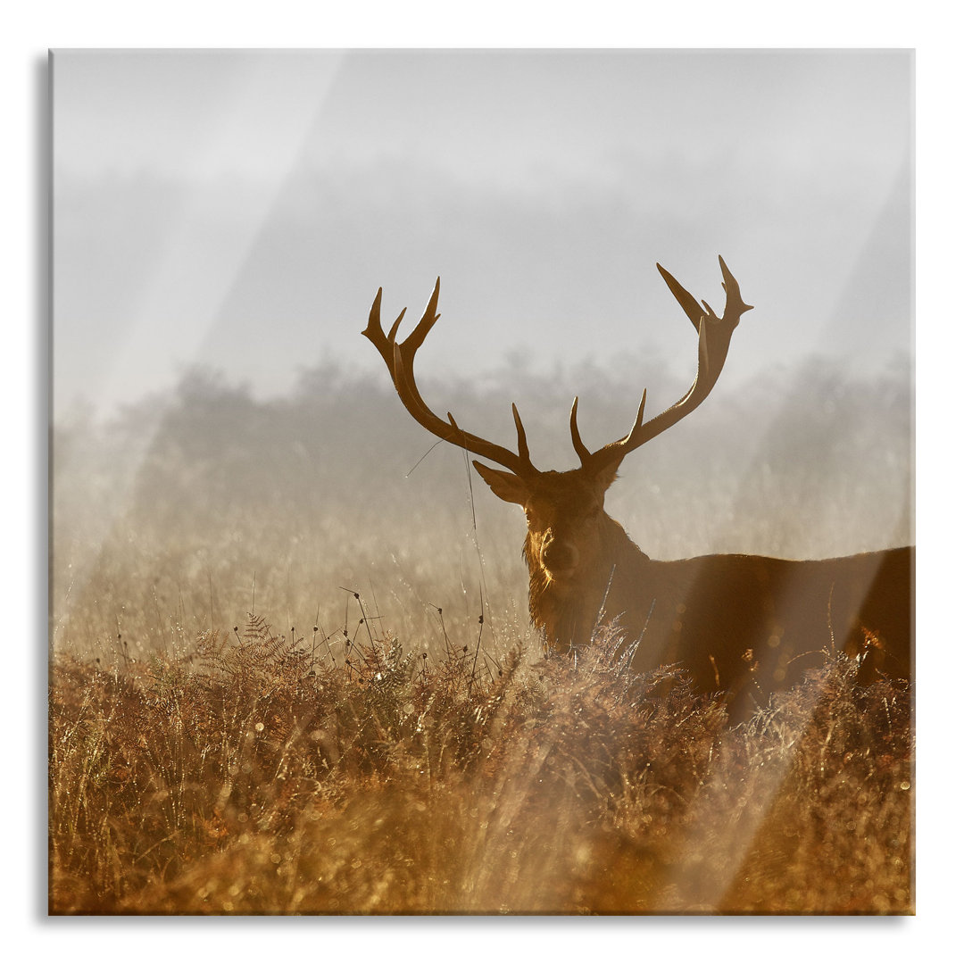 Ungerahmtes Foto auf Glas "Red Deer Stag at Dusk"