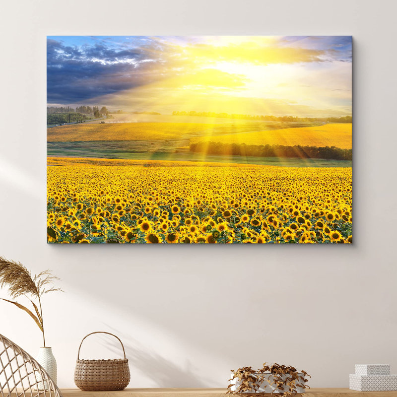Tournesol «Sunlight Shines On Sunflower Field Plants» sur, H 12 po x l 18 po