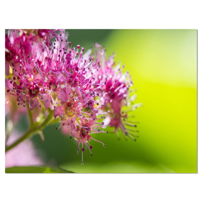 Pink Little Flowers in Green Floral Photographic Print on Wrapped Canvas