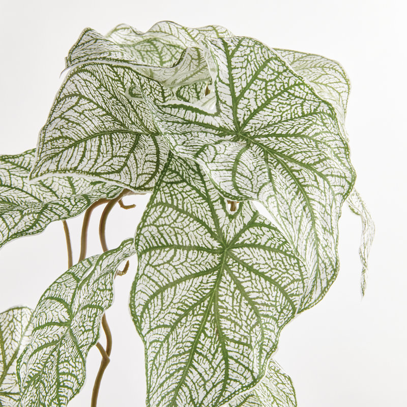 Caladium Spiller Stem