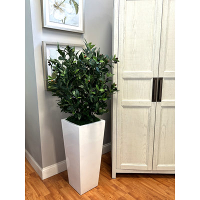 Organic Modern Olive Tree in Fiberstone Planter