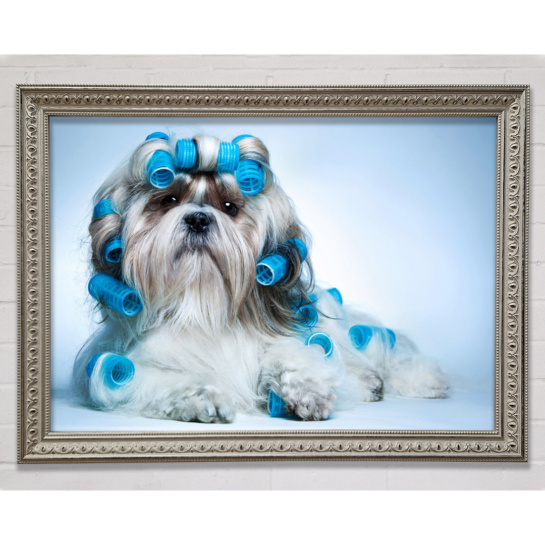 Gerahmtes Leinwandbild Shih Tzu Dog In Curlers