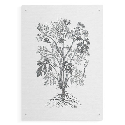 B&W Plant Spechantillon II - Impression sur toile seulement - NON CADRE