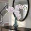Phalaenopsis 27 po Natural Touch 