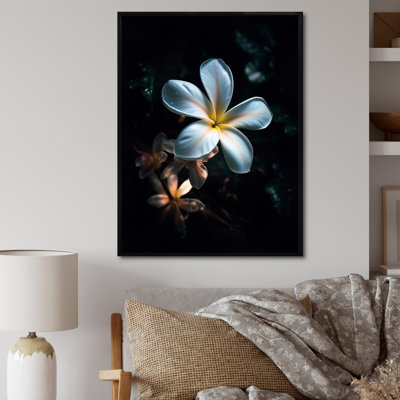 " White Black Exotic Plumeria Bloom III "