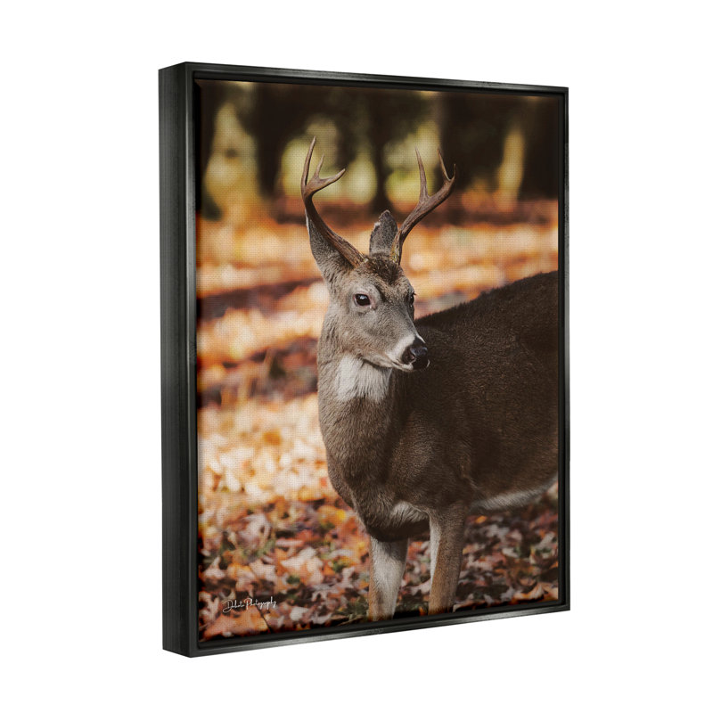 «Deer In Fall Foliage» par Dakota Diener, H 21 po x l 17 po x P 1,7 po, Cadre flottant noir de jais
