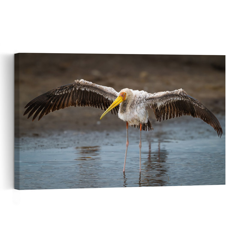 Yellow-Billed Stork Wading Serene Contemporary Bird Nature Wildlife Wall Art Print by Jeffrey C. Sink - 1 Piece Wrapped Canvas Wall Art