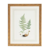 Curtis Ferns II Print