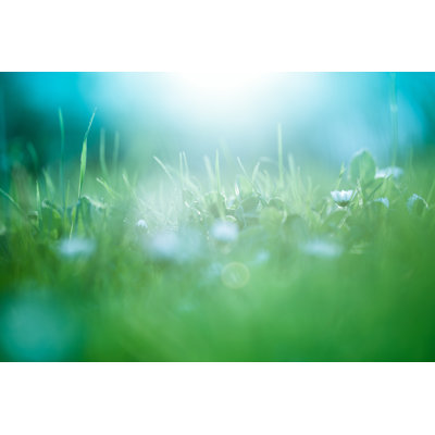 Morning in The Field by Jeja