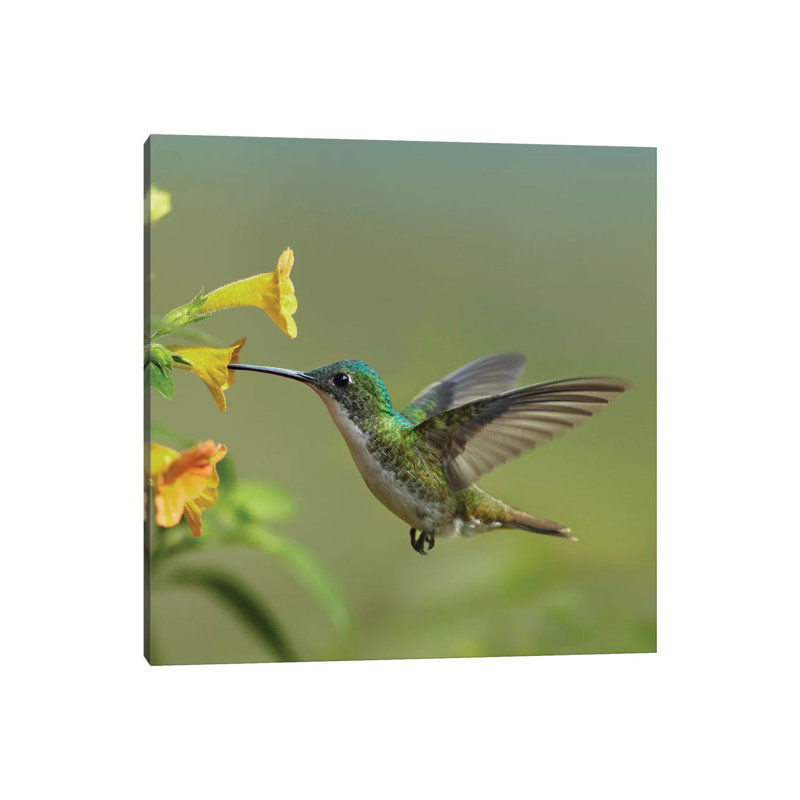 Andean Emerald Hummingbird Feeding On A Yellow Flower, Ecuador by Tim Fitzharris - Wrapped Canvas Print