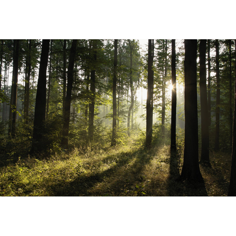 Deciduous Forest - Wrapped Canvas Print, 30cm H x 46cm W x 3.8cm D