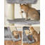 141cm H Cat Tree-438040086