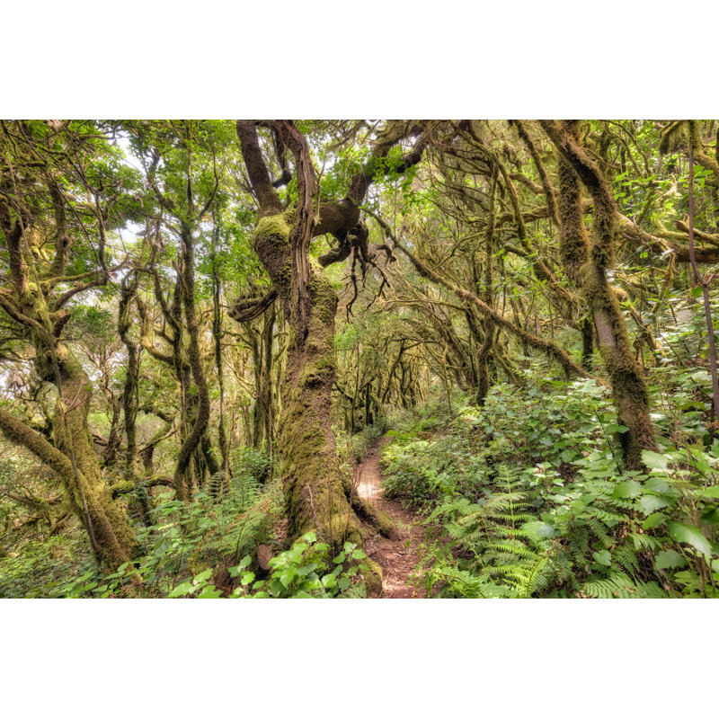 Laurisilva / forêt de brouillard «Monteverde» dans le parc national de Garajonay à La Gomera / Espagne par Cinoby