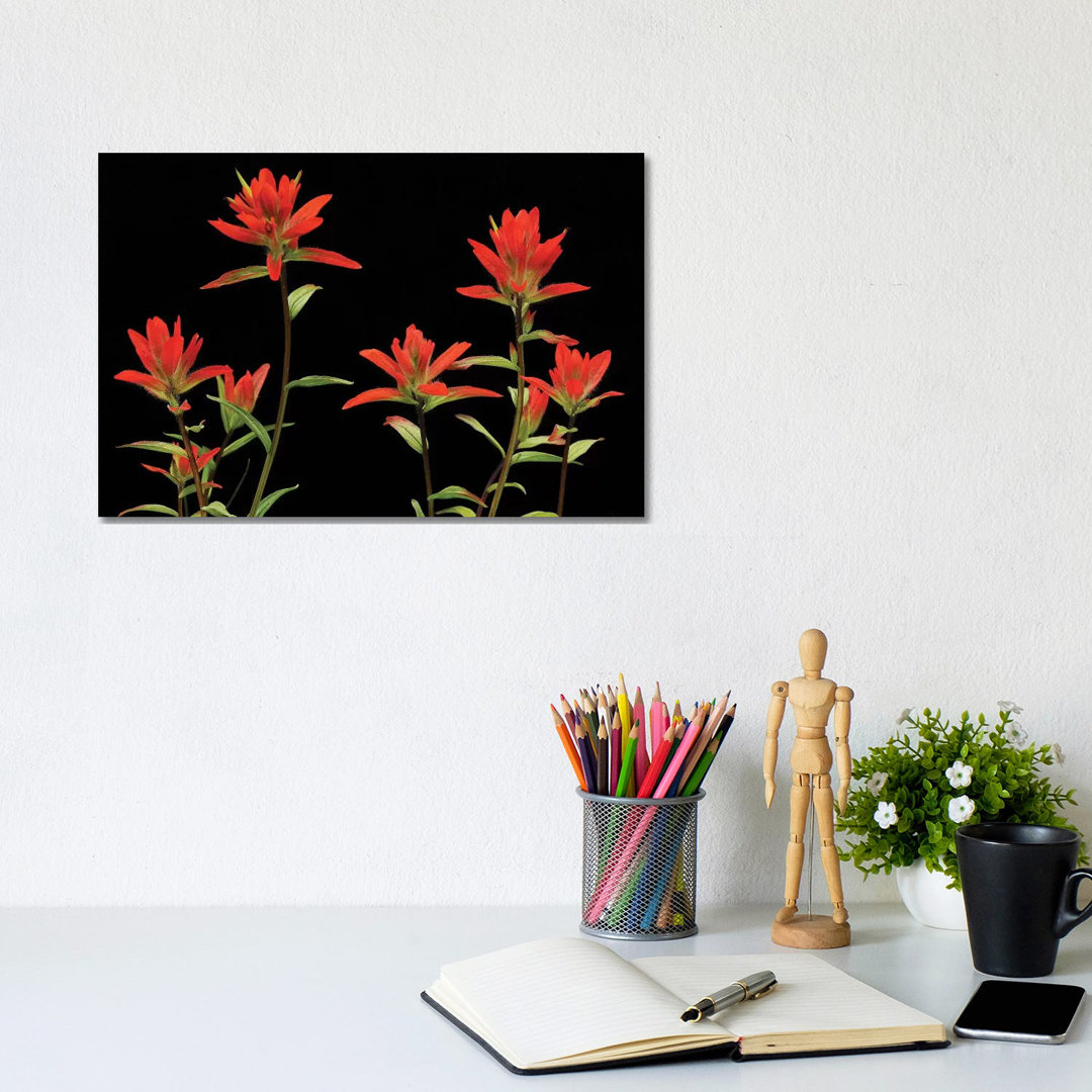 Indian Paintbrushes