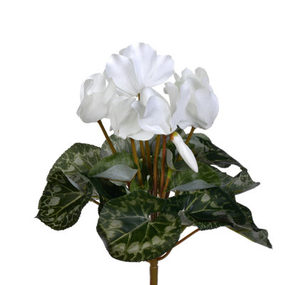 Cyclamen Bush