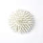 Urchin-White-Sm-1447989705