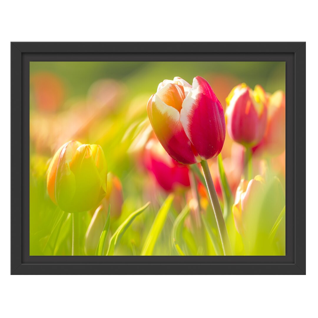 Gerahmtes Wandbild BlÃ¼hende rote Tulpen