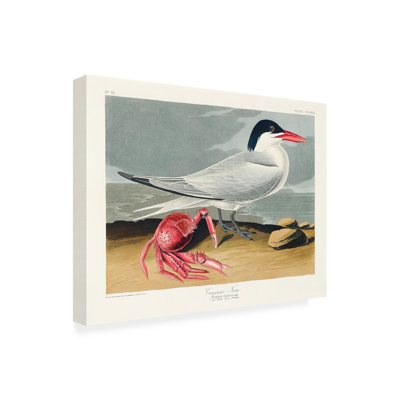 Cayenne, sterne d'oiseaux d'Amérique 1827 par Pictufy