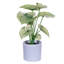 11.5 Plante-94734882