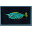 Mu Mu by Warren Sellers - Wrapped Canvas Painting-19085334