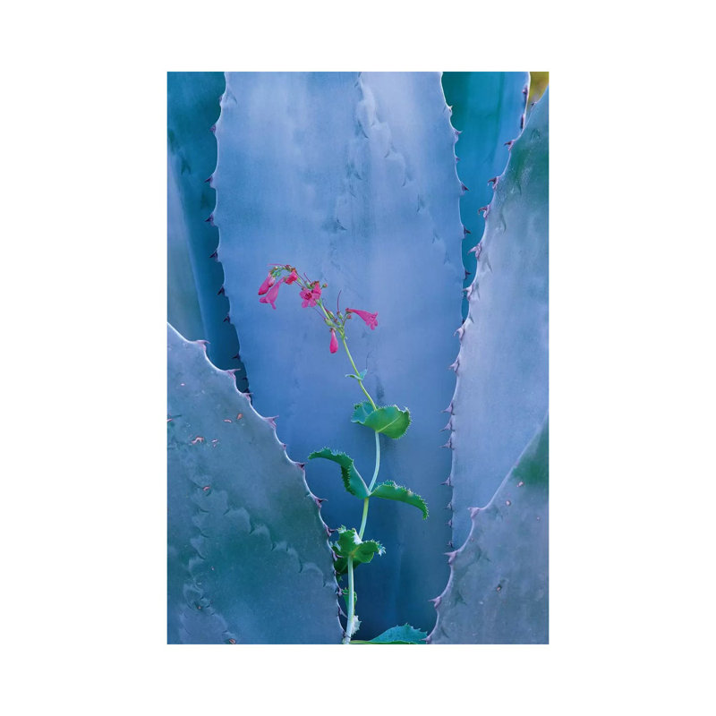 Agave And Parry's Penstemon Close Up, North America I by Tim Fitzharris - Wrapped Canvas Print