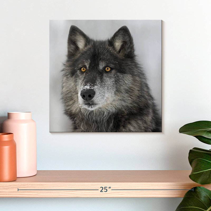 Crowle Surprised Black Wolf, 16" H x 16" W