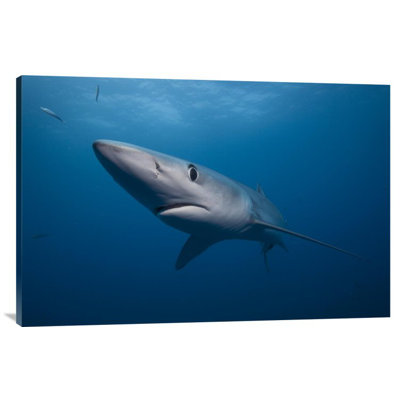 " Blue Shark "