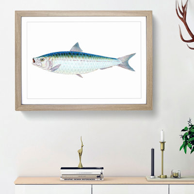 Pilchard Fish by Edward Donovan - Picture Frame Painting Print
