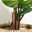 3,5 pi Faux Monstera Deliciosa Liebm en pot