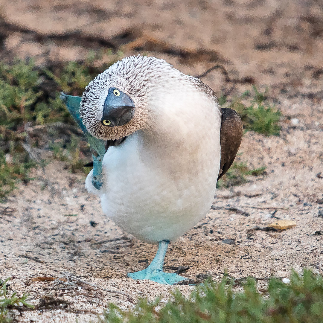 Leinwandbild Galapagos Islands - May 2018