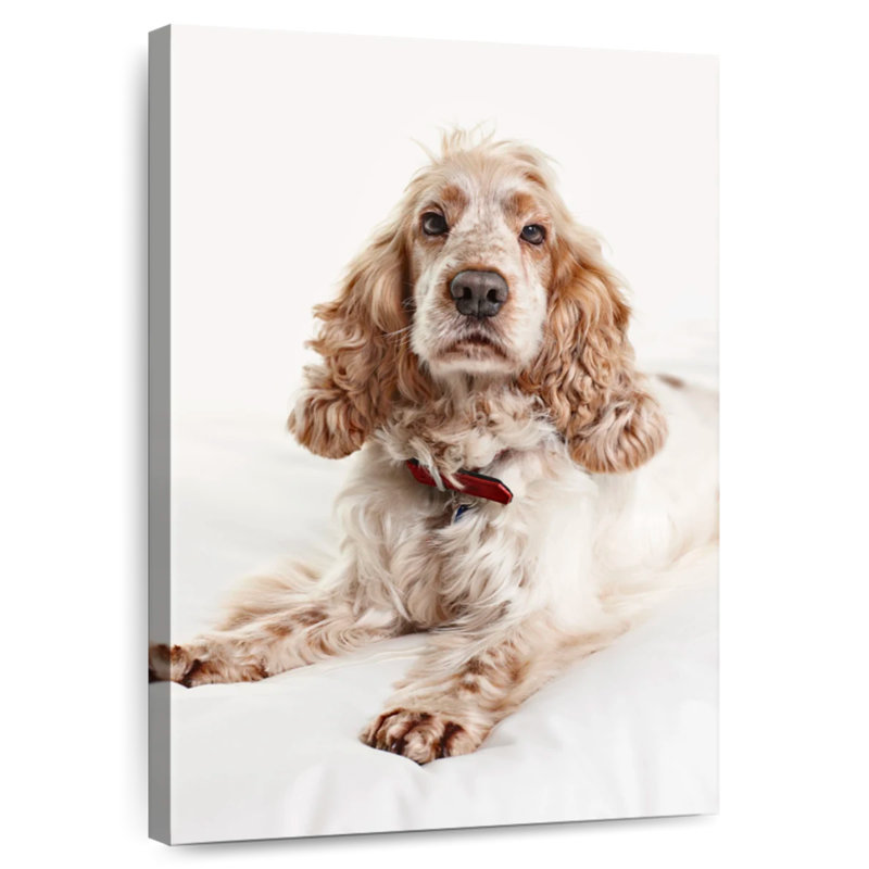 Resting Cocker Spaniel