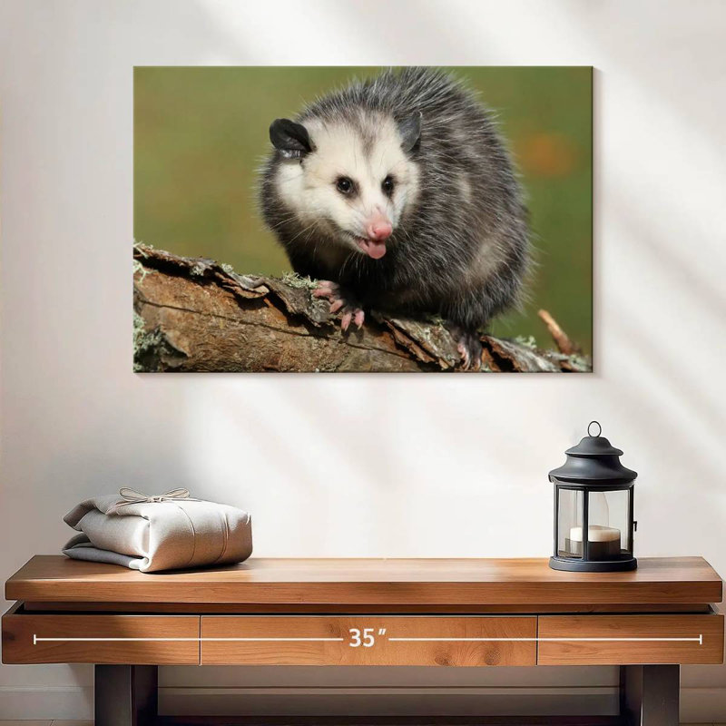 Brampt Angry Opossum, 16" H x 24" W